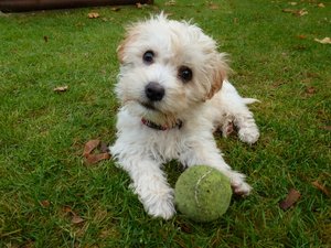 Lucy 10 Wochen (800x600).jpg Lucy 10 Wochen (800x600).jpg