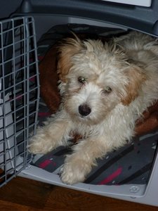 Lucy 12 Wochen (600x800) (480x640).jpg Lucy 12 Wochen (600x800) (480x640).jpg