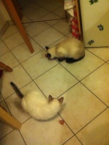 Foto(1).JPG Foto(1).JPG