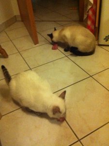 Foto(3).JPG Foto(3).JPG