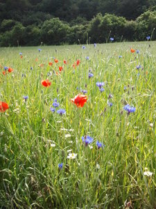 2012-06-08 15.25.18.jpg