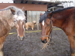 Retuschiere OPhne Halfter.jpg