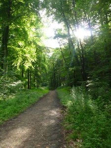 Nachher wald.jpg