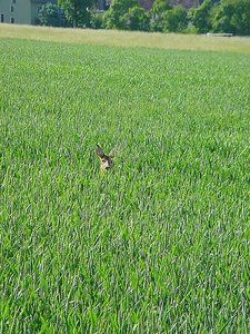 Tiere schauen dich an, 02, 24.05.2009.jpg