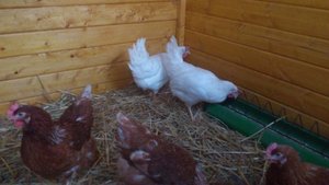 Chicken_TF_1.jpg Chicken_TF_1.jpg