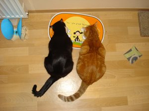 IIheute.JPG IIheute.JPG