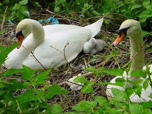 Brütender Schwan 14, 16.05.2009.jpg
