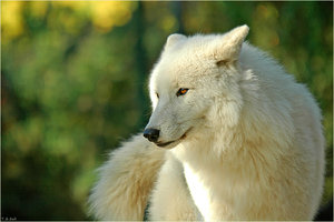 weisser_wolf.jpg