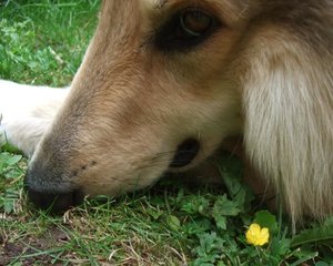 Rocky Hundeblick 1.JPG