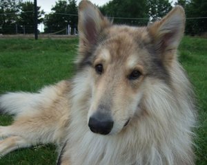 Rocky Hundeblick 2.JPG