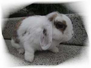 Megan1.JPG-for-web-normal-1343645580.jpg Megan1.JPG-for-web-normal-1343645580.jpg