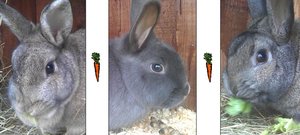 K640_FlyerPaulaPearlPepe.JPG K640_FlyerPaulaPearlPepe.JPG