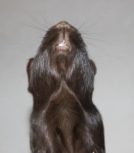 ürlitt.jpg ürlitt.jpg