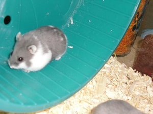 Hamster 2.jpg