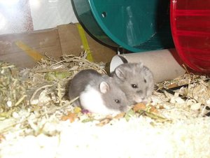 Hamster von anderen Seite.jpg