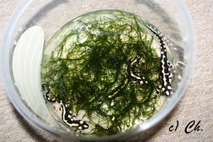 IMG_7973bkc.JPG IMG_7973bkc.JPG