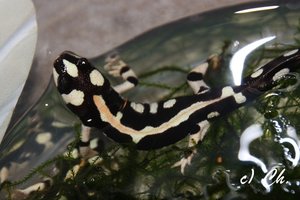 IMG_7980bkc.JPG IMG_7980bkc.JPG