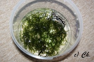 IMG_7986bkc.JPG IMG_7986bkc.JPG