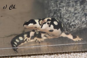 IMG_8015bkc.JPG IMG_8015bkc.JPG