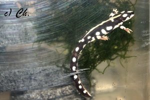 IMG_8032bkc.JPG IMG_8032bkc.JPG