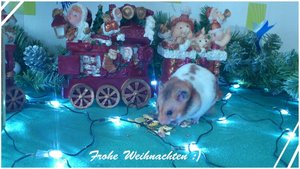 sammy weihnachts karte2.jpg