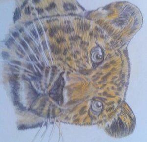 Leopard Farbstifte.jpg