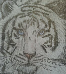 Weißer Tiger neu neu.jpg