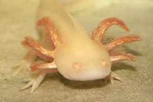 Axolotl5.JPG