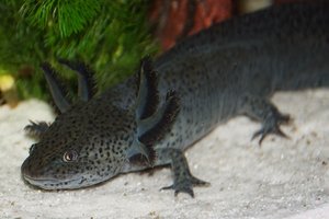 Axolotl3.JPG