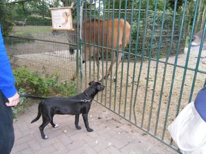 SAM_0247 - Kopie.JPG