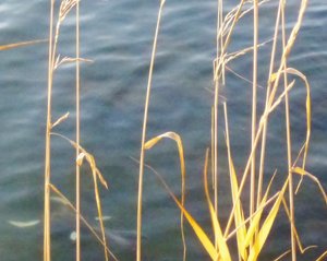 P1010777 ( (950x756).jpg P1010777 ( (950x756).jpg