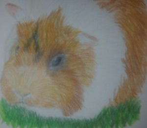 Meerschweinchen 3.jpg