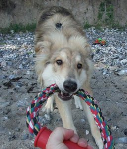 Rocky erster Urlaub am Strand.JPG