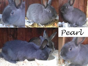 K640_Pearl.JPG K640_Pearl.JPG