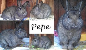 K640_Pepe.JPG K640_Pepe.JPG