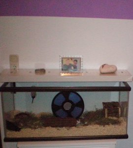 Hamsti 019.2.jpg Hamsti 019.2.jpg