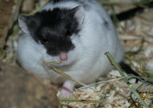 kymani3.jpg kymani3.jpg