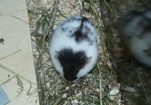 Kymani fxfggggx.jpg Kymani fxfggggx.jpg