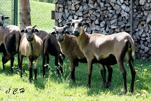 EOS450D100 066bkc.jpg