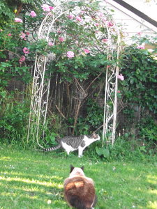 Cleo beobachtet Hobbes.jpg