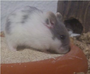 DSC_0011.jpg DSC_0011.jpg