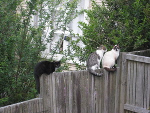 Katzenkonferenz Zaun.jpg