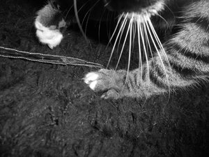 601235_412726238807326_1944920029_n.jpg 601235_412726238807326_1944920029_n.jpg