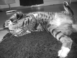 154173_412726675473949_2070465289_n.jpg 154173_412726675473949_2070465289_n.jpg