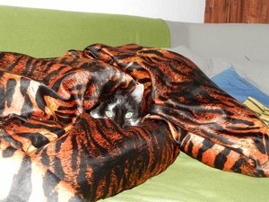 P1150198 (640x480).jpg P1150198 (640x480).jpg