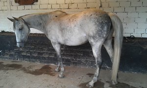 IMAG0174a.jpg IMAG0174a.jpg