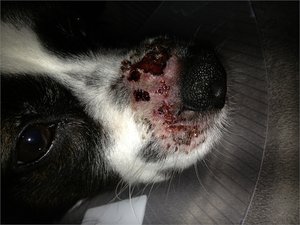 Jimmy9.JPG Jimmy9.JPG