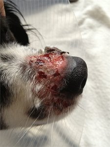 Jimmy11.JPG Jimmy11.JPG