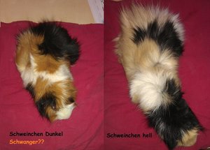 Schweinchen vergleich.jpg