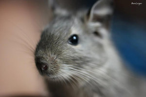 488384_403083093073744_841172984_n.jpg 488384_403083093073744_841172984_n.jpg